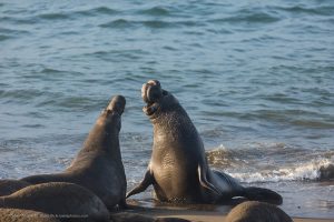 The two seals are facing off with their heads and necks raised, mouths open.
