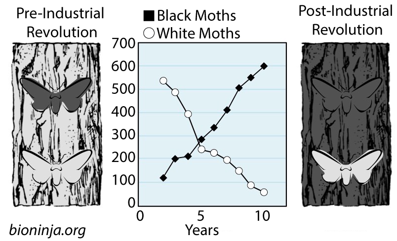 Left: Pre-Industrial Revolution: Illustration of black moth and light moth resting on light tree.
Middle: Graph with Years 0, 5, and 10 on the x-axis and numbers from 0 to 700 on the y-axis. Black moths start just above 100 moths and climb to 600 by year 10. White moths start above 500 moths and decline to less than 100 by year 10. The two graphs cross around the year 5 mark.
Right: Post-Industrial Revolution: Illustration of dark and light moths resting on a dark tree.

Source: bioninja.org