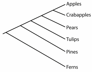 Phylogenetic tree of plants. Ferns are the outgroup. Apples and crabapples are the most closely related.