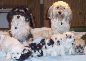 Two adult dogs (one black and white and the other fully white) sitting behind their litter of puppies that express a mix of fully white and black and white fur.