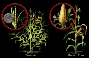 Teosinte has relatively few green kernels. Modern corn has more numerous kernels, and they are yellow.