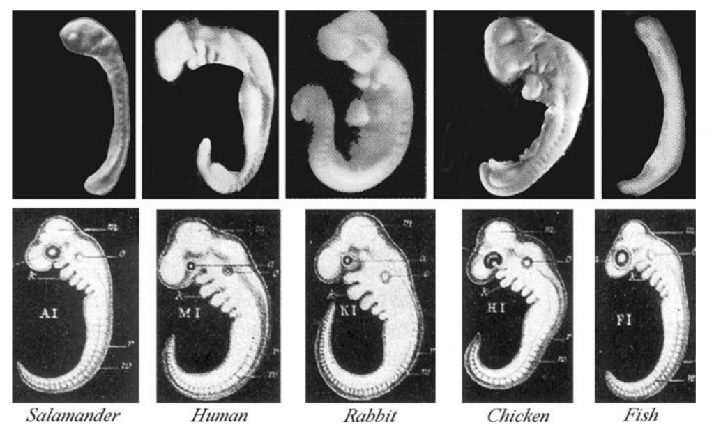 Comparison of salamander, human, rabbit, chicken, and fish embryos at equivalent phases of development.