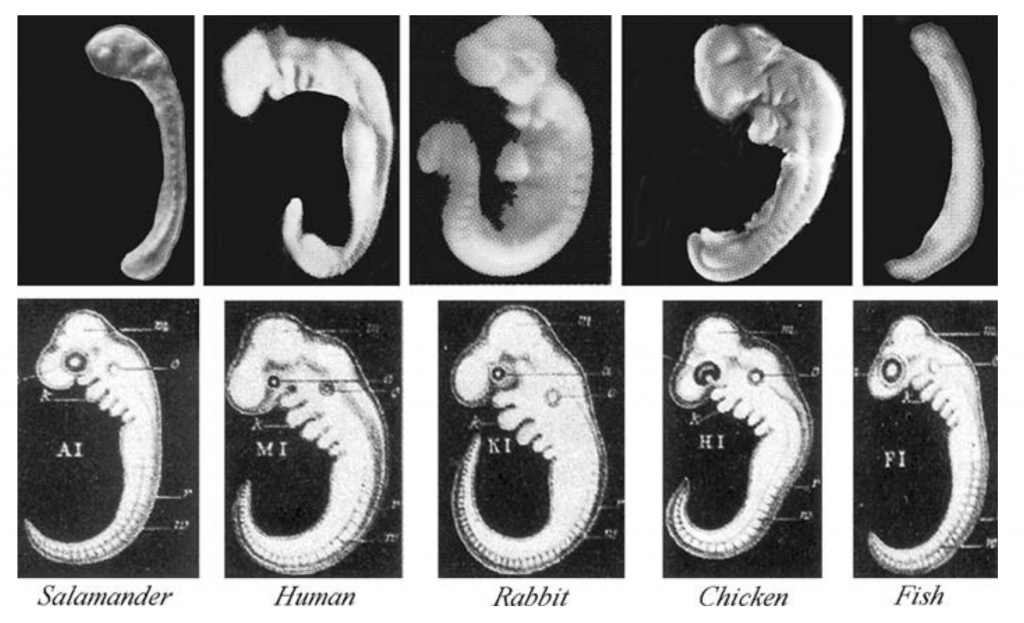 Described under heading 8. Developmental genes are expressed in a hierarchical sequence, from general to specific.