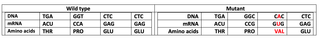 Table comparison of some DNA, mRNA, and Amino acids between Wild type and Mutant hemoglobin. Wild type DNA: TGA, GGT, CTC, CTC. Mutant DNA: TGA, GGC, CAC, CTC. Wild type mRNA: ACU, CCA, GAG, GAG. Mutant mRNA: ACU, CCG, GUG, GAG. Wild type amino acids: THR, PRO, GLU, GLU. Mutant amino acids: THR, PRO, VAL, GLU. On the mutant side, the eighth DNA base A, mRNA base U, and third amino acid VAL is in red.
