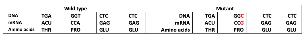 Table comparison of some DNA, mRNA, and Amino acids between Wild type and Mutant hemoglobin. Wild type DNA: TGA, GGT, CTC, CTC. Mutant DNA: TGA, GGC, CTC, CTC. Wild type mRNA: ACU, CCA, GAG, GAG. Mutant mRNA: ACU, CCG, GAG, GAG. Wild type amino acids: THR, PRO, GLU, GLU. Mutant amino acids: THR, PRO, GLU, GLU. On the mutant side, the sixth DNA base C and mRNA base G are red.