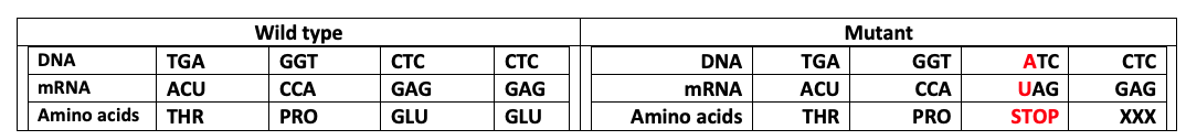 Table comparison of some DNA, mRNA, and Amino acids between Wild type and Mutant. Wild type DNA: TGA, GGT, CTC, CTC. Mutant DNA: TGA, GGT, ATC, CTC. Wild type mRNA: ACU, CCA, GAG, GAG. Mutant mRNA: ACU, CCG, UAG, GAG. Wild type amino acids: THR, PRO, GLU, GLU. Mutant amino acids: THR, PRO, STOP, XXX. On the mutant side, the seventh DNA base A, mRNA base U, and "amino acid" STOP are red.