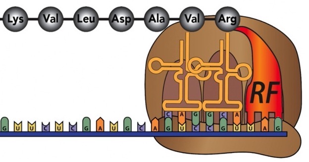 Diagram of translation with the polypeptide chain of Lys, Val, Leu, Asp, Ala, Val, Arg, and then an RF binding to the UAG of the mRNA.