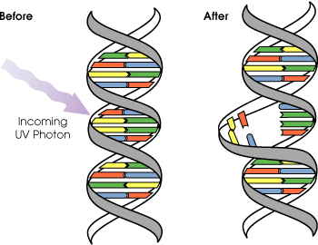 Comparison of DNA before and after an incoming UV photon causes two adjacent bases to fuse together, causing a little distending of the DNA molecule.