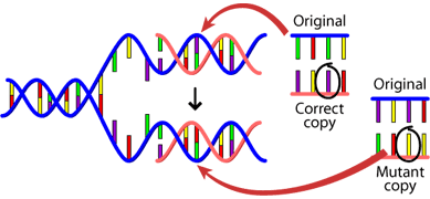 DNA replication with one new strand being copied correctly and one new strand containing a point mutation.