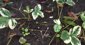 Strawberry plants with thin stems called runners connecting them.