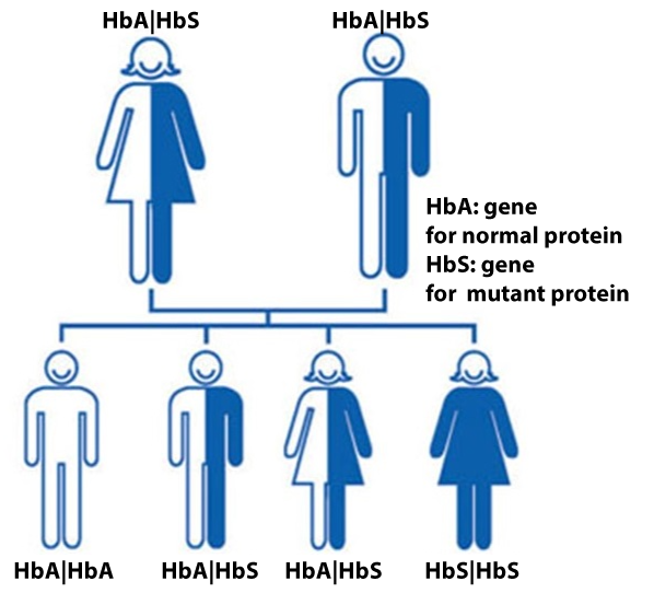 Pedigree of two heterozygous parents (HbA|HbS) with four kids: one homozygous dominant son (HbA|HbA), two heterozygous children (HbA|HbS), and one homozygous recessive daughter (HbS|HbS).