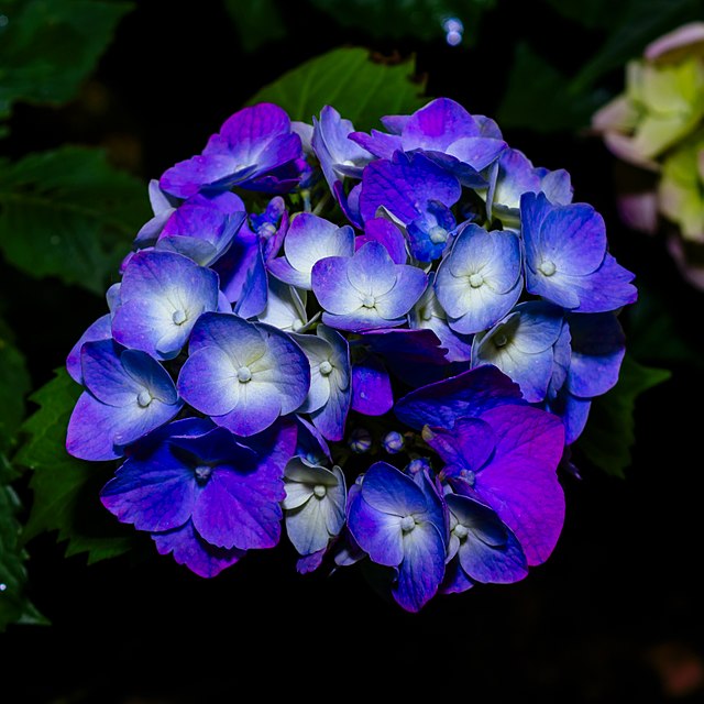 Deep purple lightening to the center hydrangea flowers.