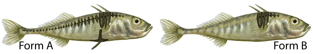 Form A stickleback has bony plates along the length of the body and a prominent pelvic spine on the underside. Form B stickleback lacks the bony plates and pelvic spine.