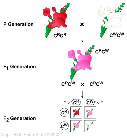 P Generation: red-flowered snapdragon C superscript R C superscript R crosses with white-flowered snapdragon C superscript W C superscript W. F1 Generation: pink-flowered snapdragon C superscript R C superscript W crosses with itself. F2 Generation: One red, two pink, and one white-flowered snapdragon.
Credit to Dept. Biol. Penn State copyright 2002.