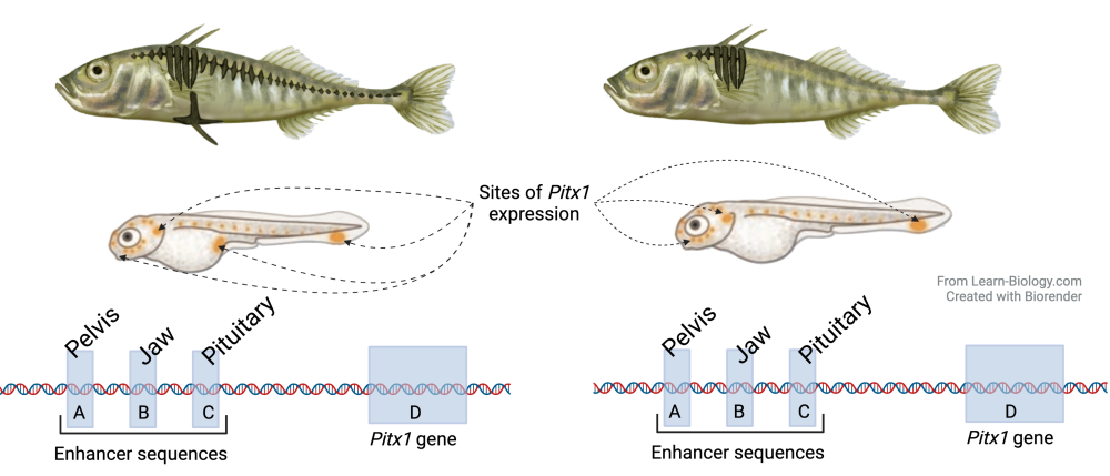 Sticklebacks