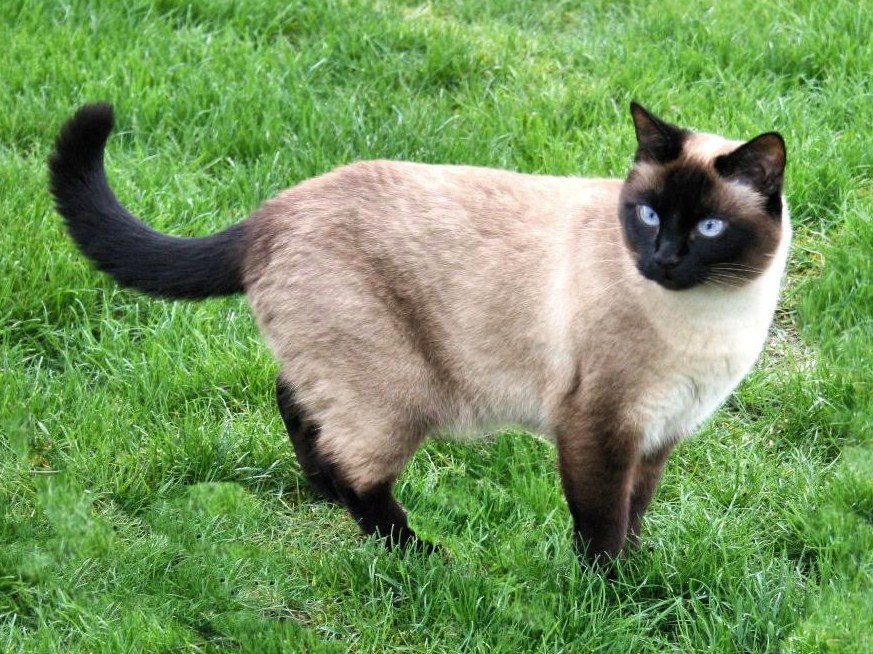 Sandy-tan cat with black tail, limbs, face, and ears.