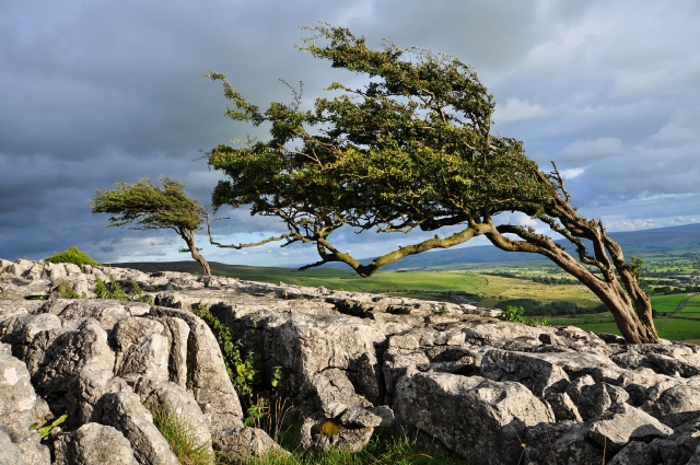 Scraggly tree growing somewhat horizontally to the left.