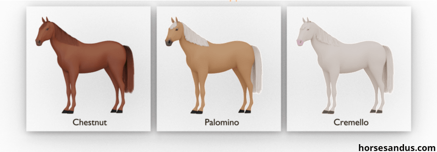 Chestnut horse is chocolate brown. Palomino horse is golden-tan colored. Cremello horse is white.