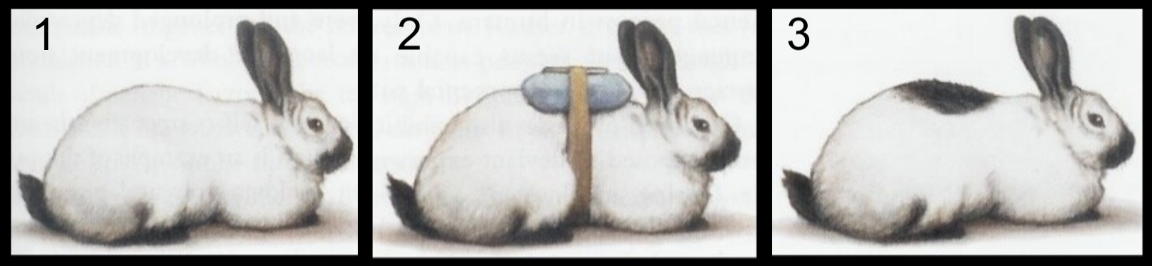 Image 1: Mostly white rabbit with black tail, paws, ears, and muzzle. Image 2: Rabbit has a cooling pack strapped to its back. Image 3: Rabbit now has dark patch of fur on its back where the cooling pack was located in image 2.