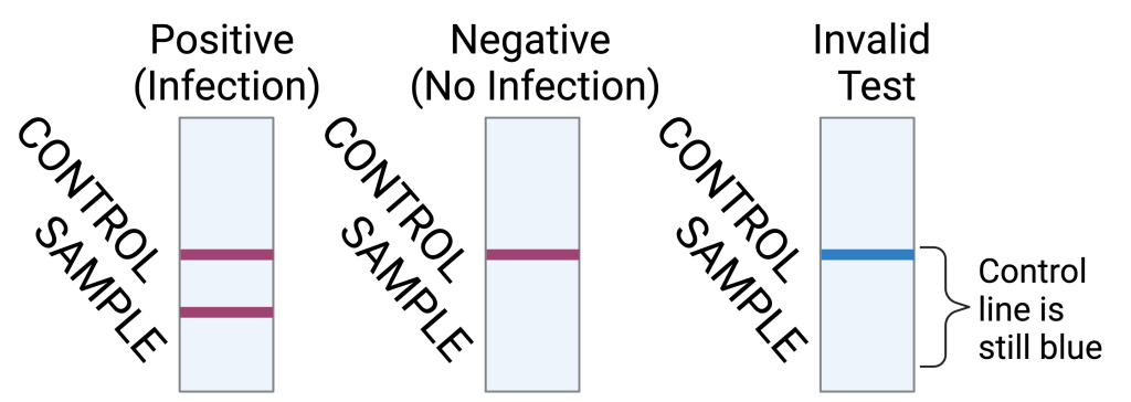 Positive (Infection): CONTROL and SAMPLE burgundy lines. Negative (No Infection): CONTROL-only burgundy line. Invalid Test: CONTROL blue line.