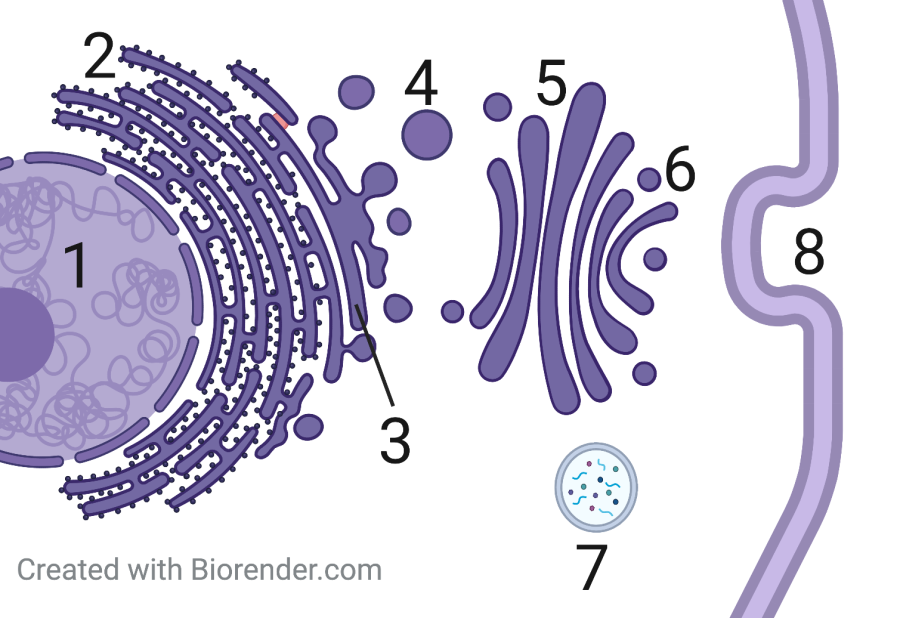 1, nucleus, is a membrane-bounded circle. 2, rough ER, is a series of interconnected membranes studded with ribosomes (dots). 3, smooth ER, is a smooth membrane layer extending from 2. 4, vesicle, shows small circles in between 3 and 5. 5, Golgi apparatus, is a series of enclosed membranes beyond 3. 6, vesicle like 4 traveling away from the Golgi. 7, lysosome, membrane-bound sphere containing small fragments. 8, cell membrane, outer layer surrounding the cell.