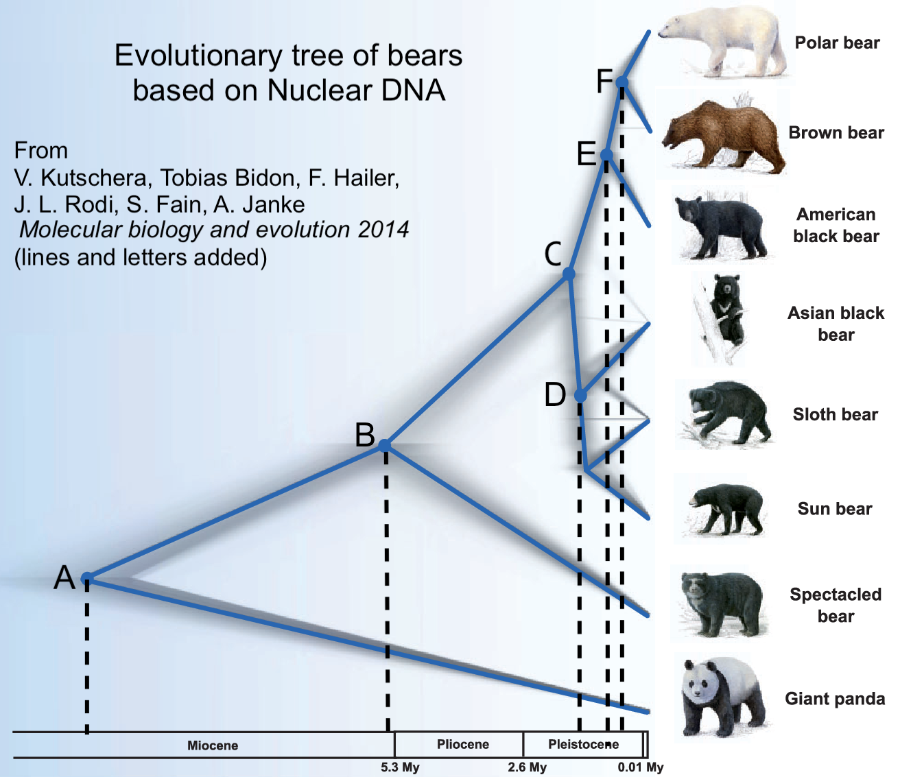 Evolutionary tree of bears based on Nuclear DNA.
Point "A" in the Miocene branches into giant panda on the lower branch and up to point "B" a little over 5.3 million years ago. Point "B" branches into the spectacled bear on the lower branch and to point "C" on the upper branch. Point "C" is during the early Pleistocene and branches into points "E" and "D". Point "E" in the mid-late Pleistocene leads to the American black bear on the lower branch and to point "F" on the upper branch, which split off to polar bear and brown bear. Point "D" branches to the Asian black bear and another branching point that leads to sloth bear and sun bear.
From V. Kustchera, Tobias Bidon, F. Hailer, J. L. Rodi, S. Fain, A. Janke, Molecular biology and evolution 2014 (lines and letters added).