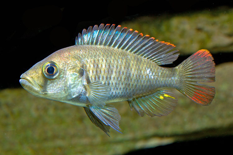 Faintly gray striped silver fish with a little bit of orange on the edges of the dorsal and tail fins.