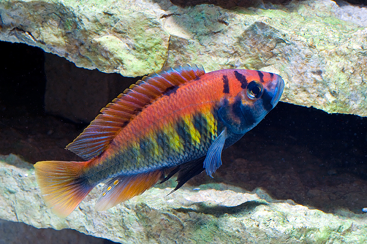 Brightly colored fish with a yellow body, vertical black stripes, pinkish orange upper third and blue bottom.