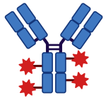 Blue antibody with red stars attached to either side of the base.