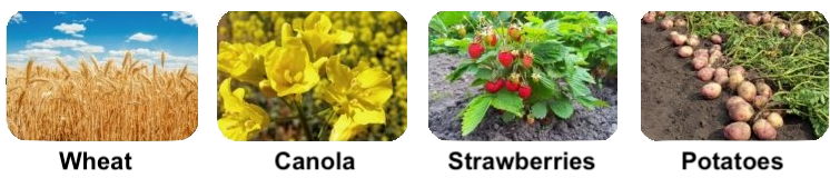 From left to right: Wheat, Canola, Strawberries, Potatoes.