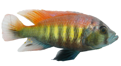 Yellowish fish with some blackish vertical stripes along the body. The top third of the fish and its dorsal fin are orange.