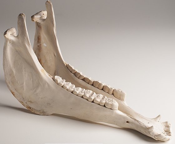 Skeleton of lower jaw with large molar teeth.