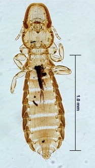 Microscopic image of a bird louse, with the body measuring a little more than 1.0 mm.