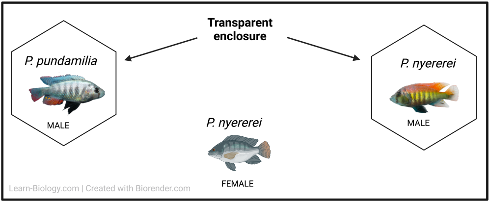 In a large tank, a male P. Pundamilia and a male P. nyererei are each placed in separate transparent enclosures on opposing ends of the tank. The female P. nyererei is placed in the center of the tank.
