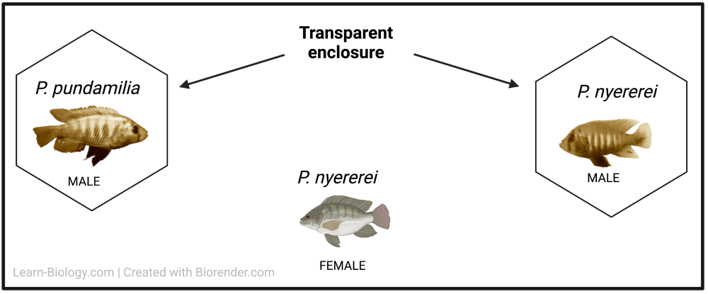 In a large tank, a male P. Pundamilia and a male P. nyererei are each placed in separate transparent enclosures on opposing ends of the tank. The female P. nyererei is placed in the center of the tank. All of the colors of the fish are now sepia-toned.