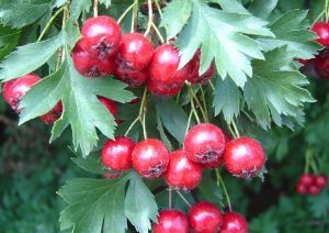 Small red berries in clusters hanging from a plant with green leaves.