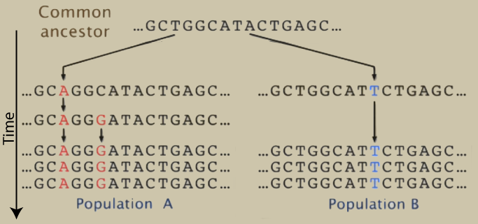 Time moves from the top to the bottom. Common ancestor's sequence is ...GCTGGCATACTGAGC... which splits into two lineages. Changes to the sequences are written in red on the left and in blue on the right side. The left side starts with changing the third base to A, then changes the sixth base to G. Three more sequences have these two changes (third base is A; sixth base is G) and is labeled Population A. The right side just has a single change: the ninth base becomes a T and is maintained for the remaining three sequences. This side is Population B.