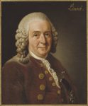 Portrait of Carl Linnaeus