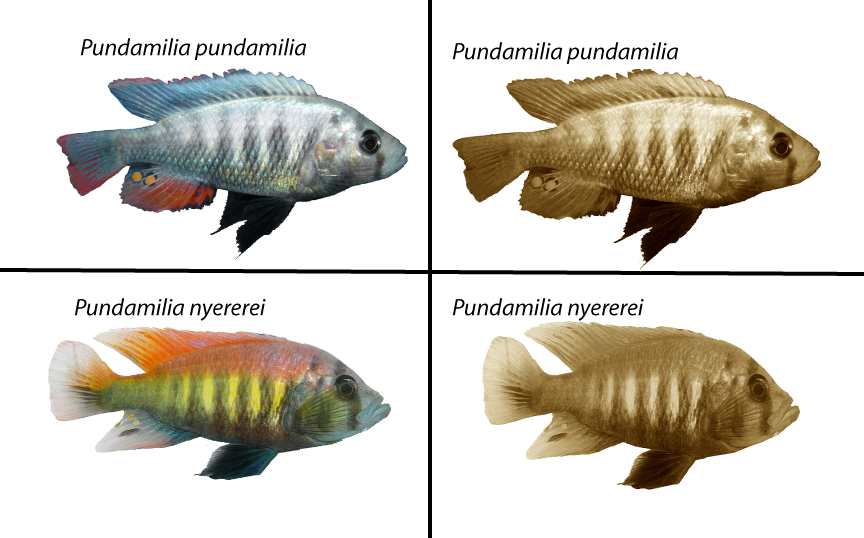 Upper left: Pundamilia pundamilia. Silver fish with some darker gray vertical stripes along the body and bits of red on the back lower fin and tail fin.
Lower left: Pundamilia nyererei. Yellowish fish with some blackish vertical stripes along the body. The top third of the fish and its dorsal fin are orange.
Right side: Both fish are sepia-toned, with the Pundamilia pundamilia (top) slightly lighter overall compared to the Pundamilia nyererei (bottom).