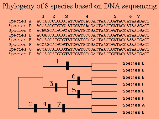 Phylogeny of 8 species based on DNA sequencing. Described under heading 7c. Evidence from DNA.
