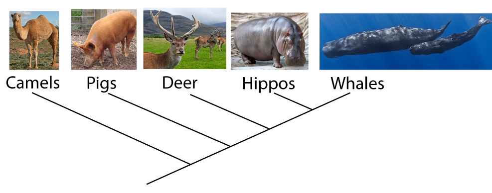 Cladogram with extant species listed from left to right: Camels, Pigs, Deer, Hippos, and Whales.