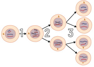 Meiosis in three steps starting with one cell and ending with four genetically distinct cells.