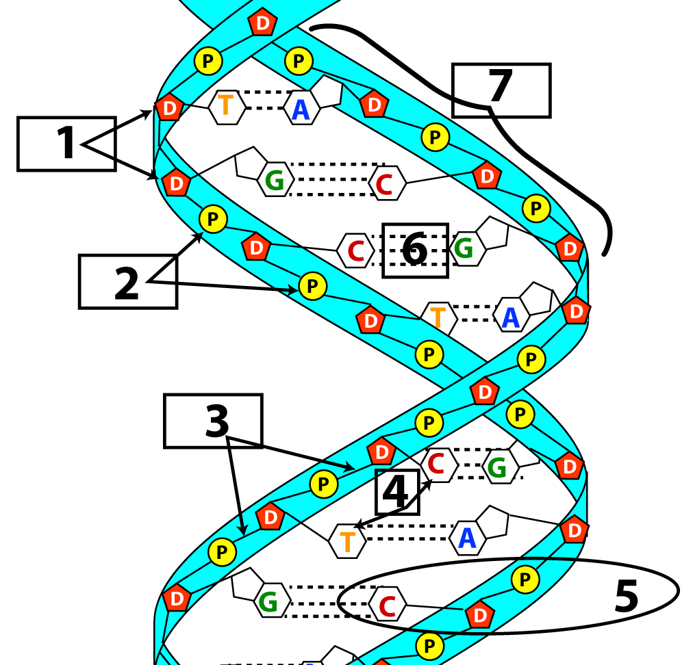 Double helix structure of DNA.