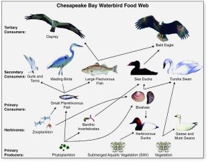 Chesapeake Bay Waterbird Food Web. Primary producers: Phytoplankton, Submerged Aquatic Vegetation (SAV), and Vegetation. Herbivores: Zooplankton, Benthic Invertebrates, Herbivorous Ducks, and Geese and Mute Swans. Primary Consumers: Small Planktivorous Fish and Bivalves. Secondary Consumers: Gulls and Terns, Wading Birds, Large Piscivorous Fish, Sea Ducks, and Tundra Swan. Tertiary Consumers: Osprey and Bald Eagle. Arrows connect many of the organisms with the heads pointed at the organism doing the eating.