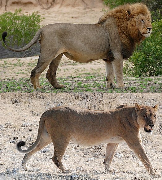 Male lion (above) has a large mane. Female lion (below) lacks a mane and is smaller.