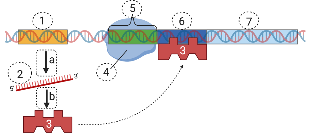 1. Upstream segment of DNA. a. Process between 1 and 2. 2. single-stranded molecule. b. Process between 2 and 3. 3. Polygonal protein which then binds to 6. 4. Enzyme bound to 5. 5. Segment of DNA preceding 6. 6. Segment of DNA in between 5 and 7 to which 6 binds. 7. Longer segment of DNA following 6.