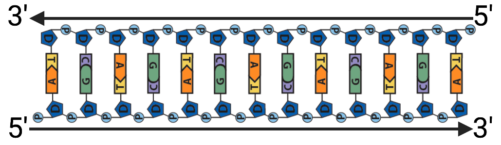 In the horizontal, untwisted strand of DNA, all of the labels on the top strand are oriented to the right whereas all the labels on the bottom strand are oriented to the left. An arrow at the top points to the left at the 3' end, with the right end labeled 5'. An arrow at the bottom points to the right at the 3' end, with the left end labeled 5'. 