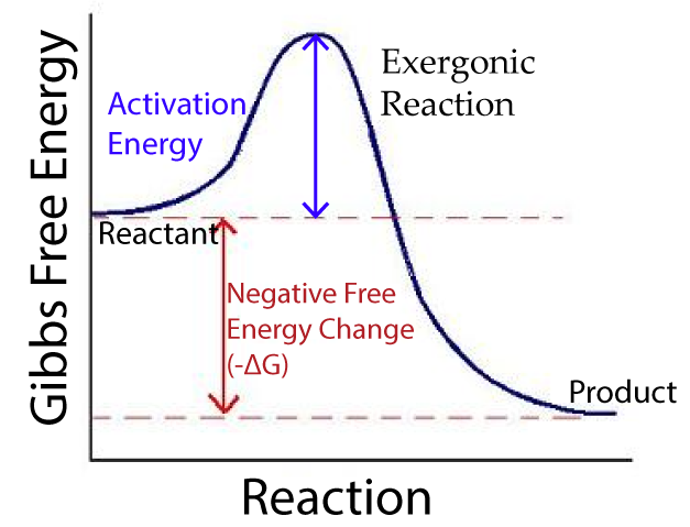 Exergonic reaction graph with Reaction on X axis and Gibbs Free Energy on Y axis. Activation energy represents the energy needed for the reaction to proceed. The negative free energy change (negative delta G) is the energy released during the reaction to transform the reactant into the product.