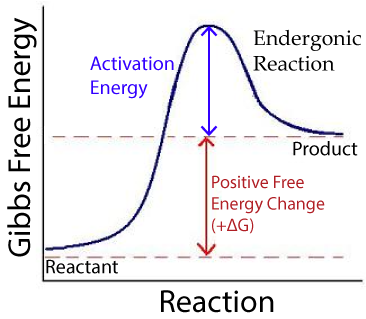 Endergonic reaction graph with Reaction on X axis and Gibbs Free Energy on Y axis. Activation energy represents the energy needed for the reaction to proceed. The positive free energy change (positive delta G) is the energy absorbed during the reaction to transform the reactant into the product.