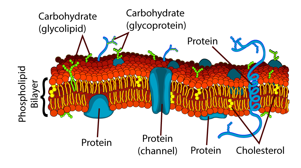 Cell membrane diagram labeling the phospholipid bilayer, membrane proteins, carbohydrates, and cholesterol.